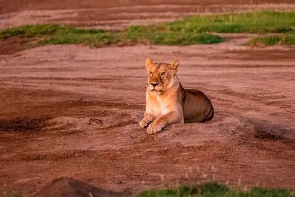 Timon Safaris