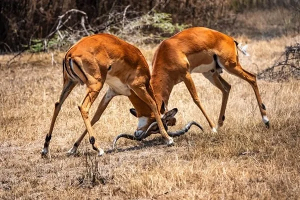 Timon Safaris
