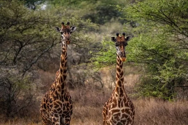 Timon Safaris