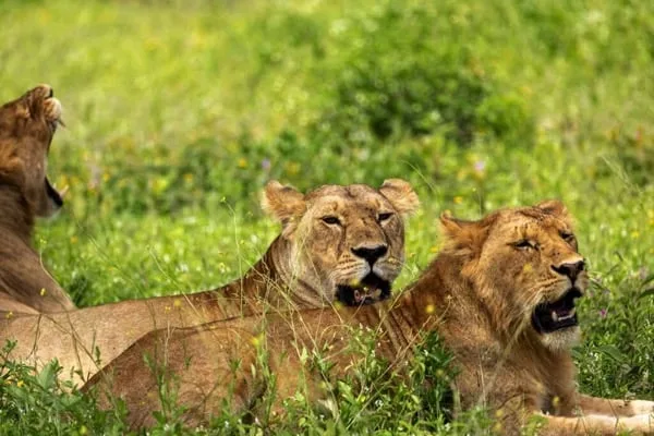 Timon Safaris