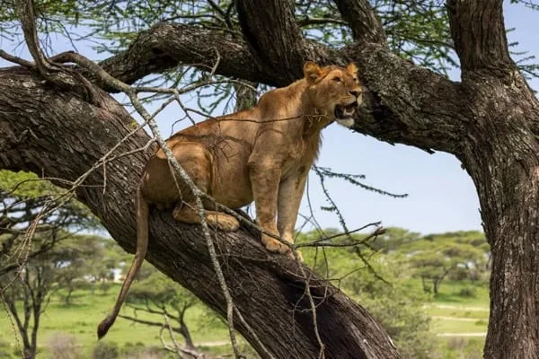 Timon Safaris