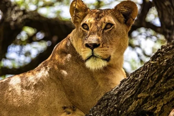 Timon Safaris