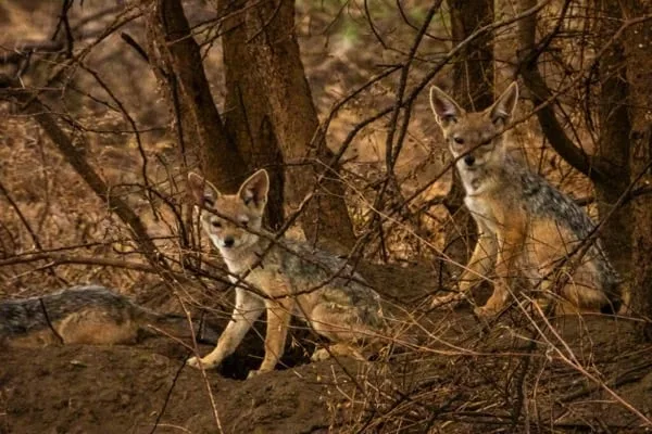 Timon Safaris