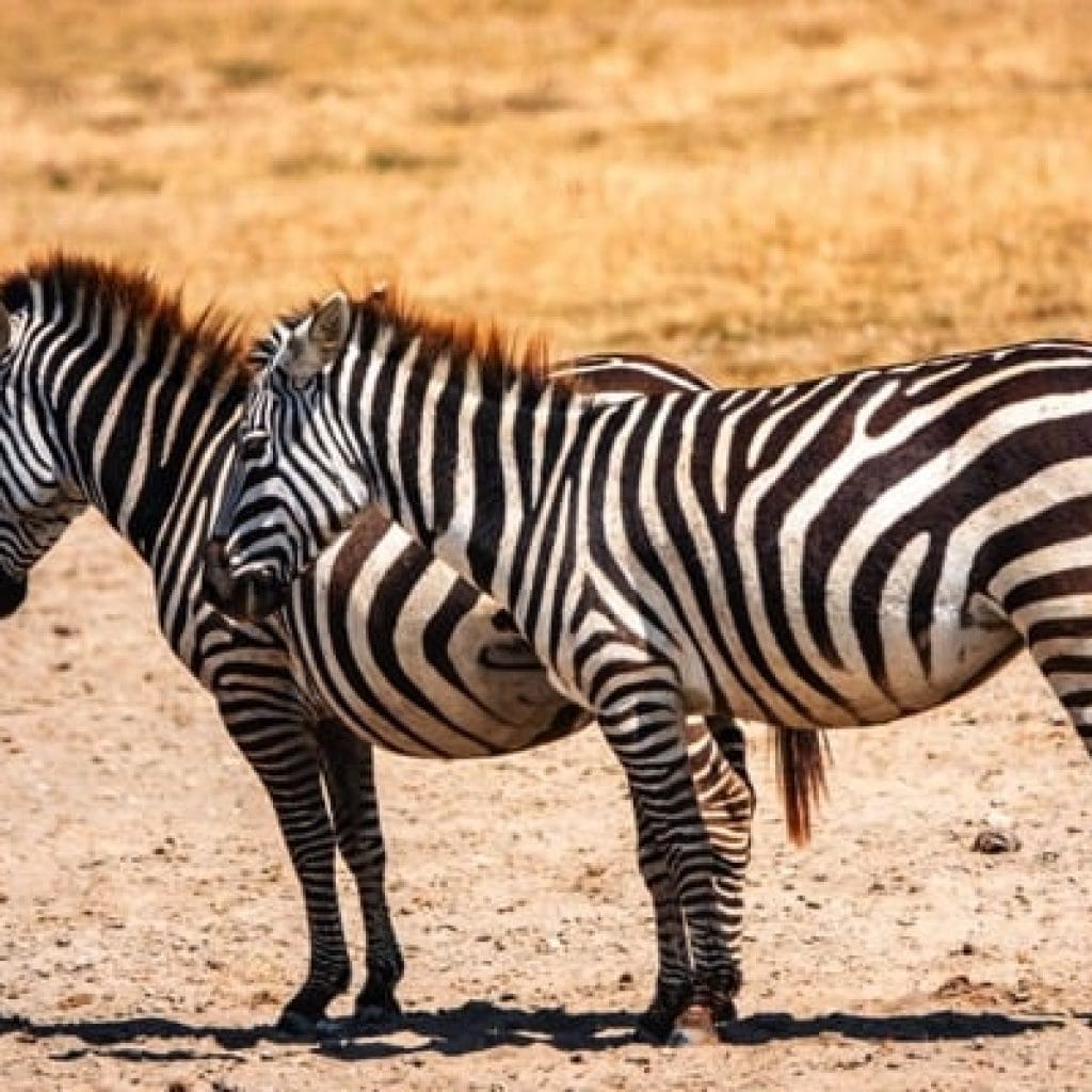 Ngorongoro Crater 4 Days Safari – Great Ngorongoro Crater