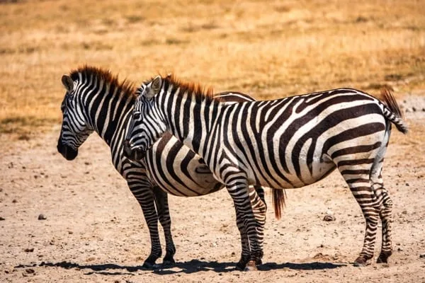 Ngorongoro Crater 4 Days Safari – Great Ngorongoro Crater
