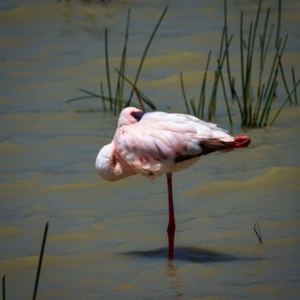 Ngorongoro Crater 4 Days Safari – Great Ngorongoro Crater