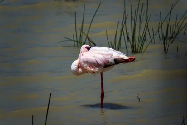 Ngorongoro Crater 4 Days Safari – Great Ngorongoro Crater