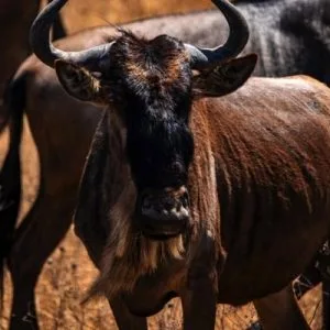 4 Tage Safari – Großer Ngorongoro-Krater