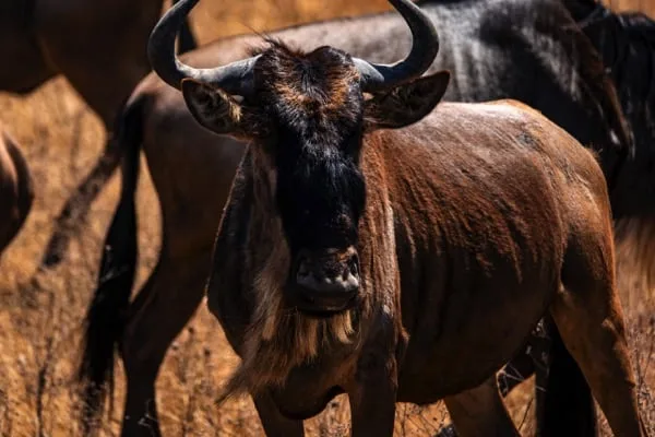 Ngorongoro Crater 4 Days Safari – Great Ngorongoro Crater Featured