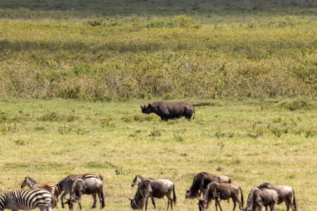 Timon Safaris