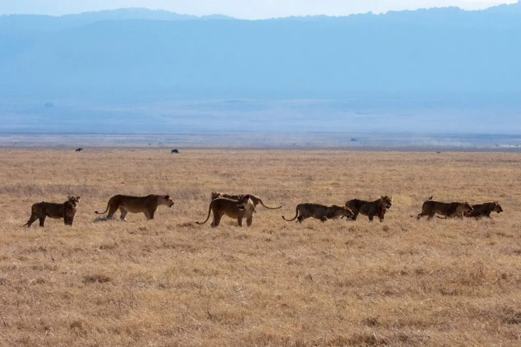 Timon Safaris