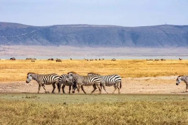 NgorongoroGallery
