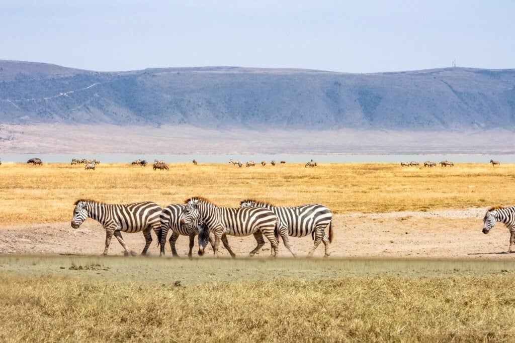 Timon Safaris