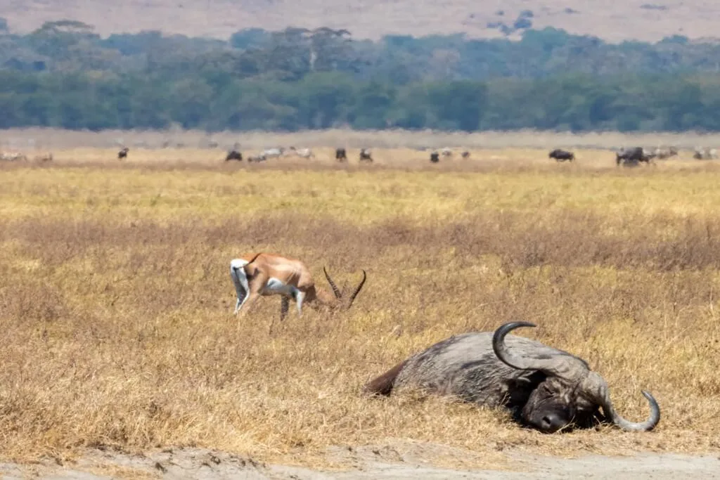 Timon Safaris