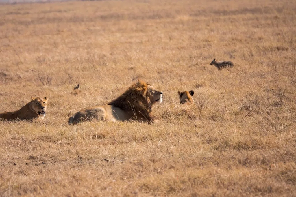 Timon Safaris