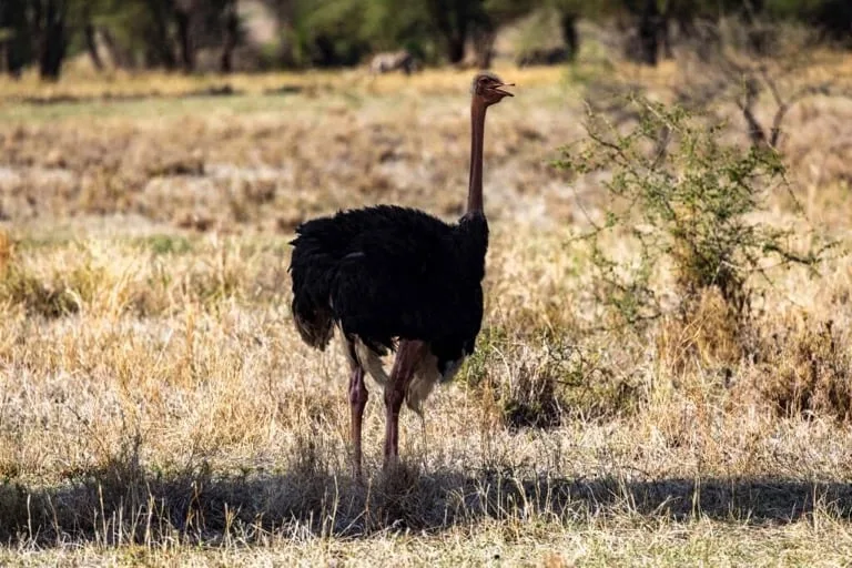 Ostrich