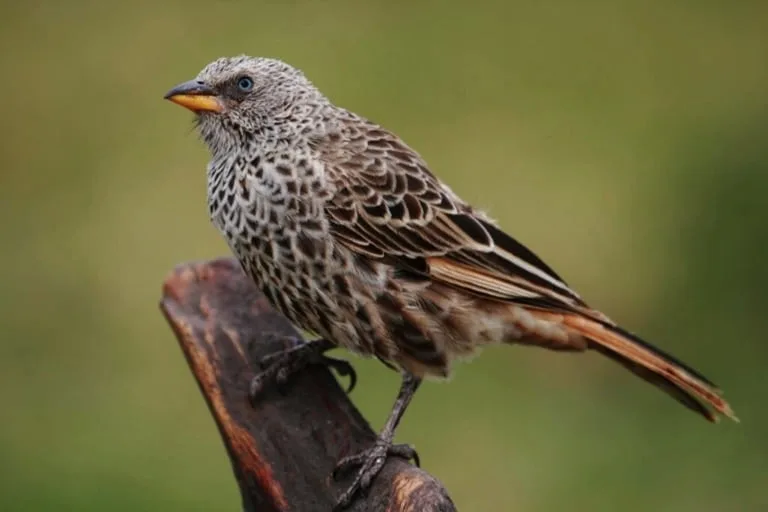 Rufous tailed Weaver