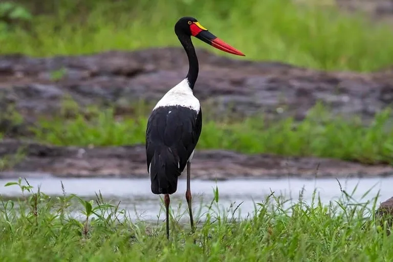 Saddle billed Stork