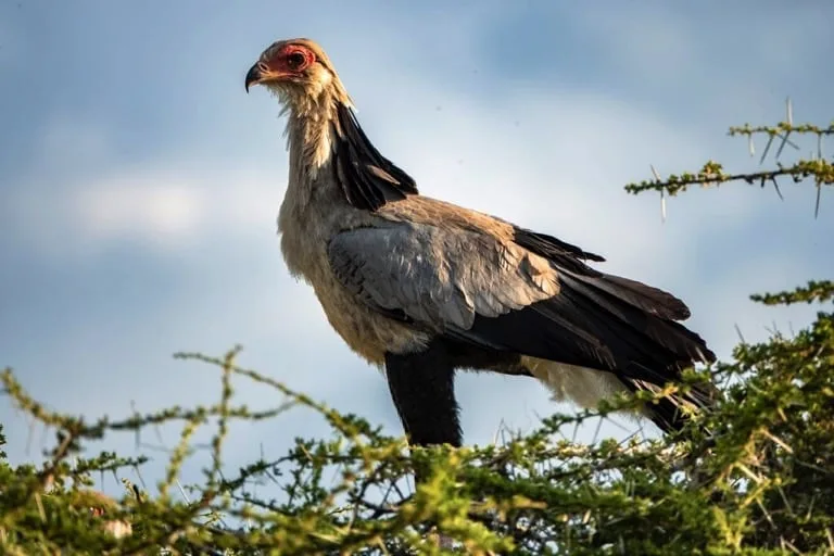 Secretary Bird