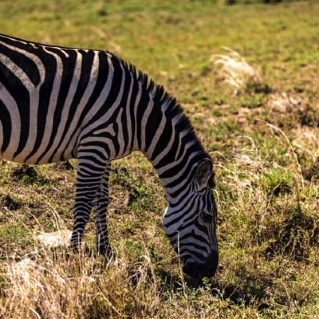 Serengeti 1001 Canon EOS R5 IMG
