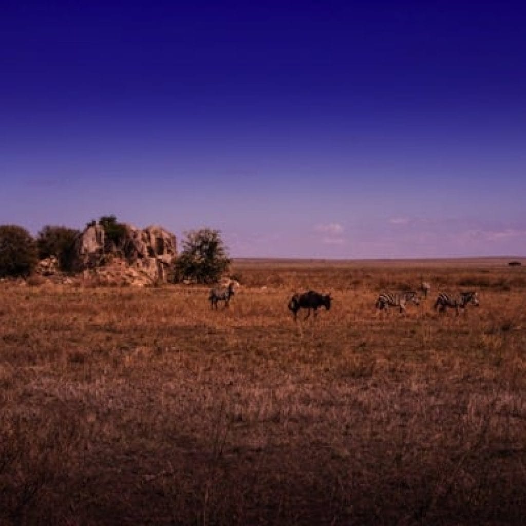 Serengeti 1001 Canon EOS R5 IMG 00041 1