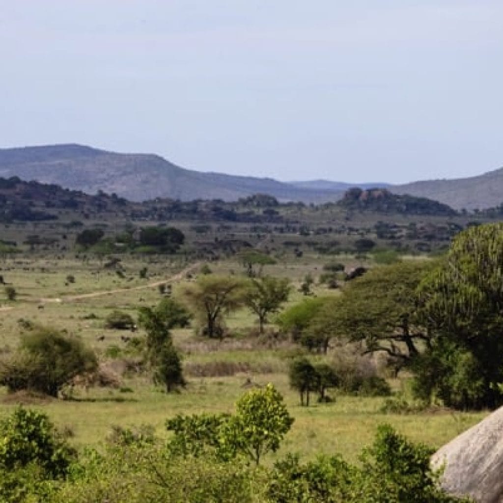 Serengeti 1101 Canon EOS R5 IMG