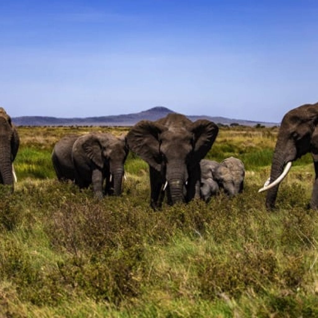 Serengeti 1201 Canon EOS R5 IMG