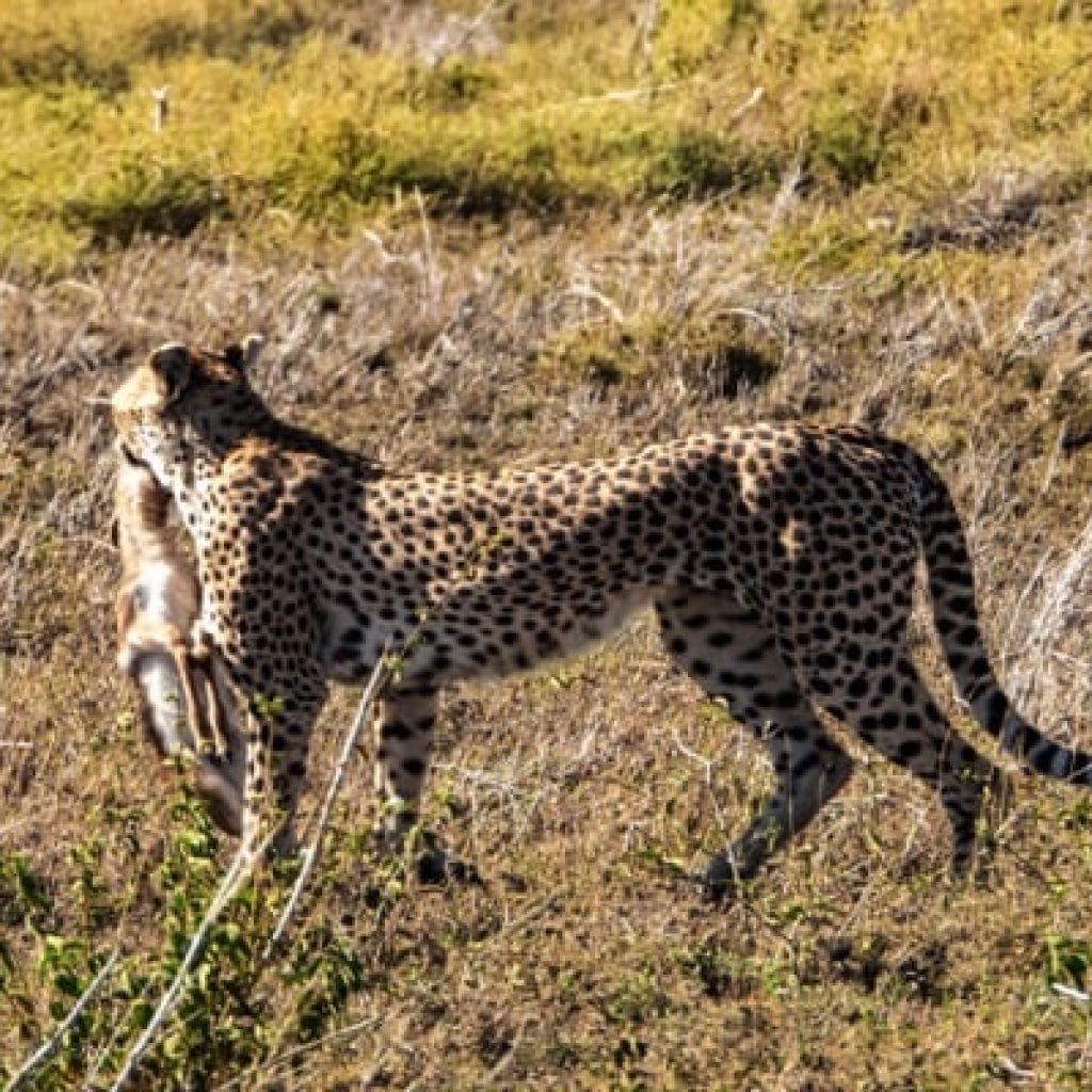 Serengeti 1201 Coolpix P1000 IMG
