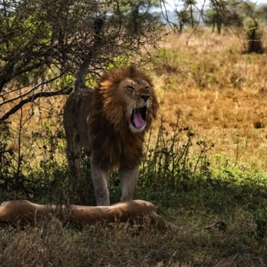 Serengeti 1201 DSC RX10M4 IMG 00330 1