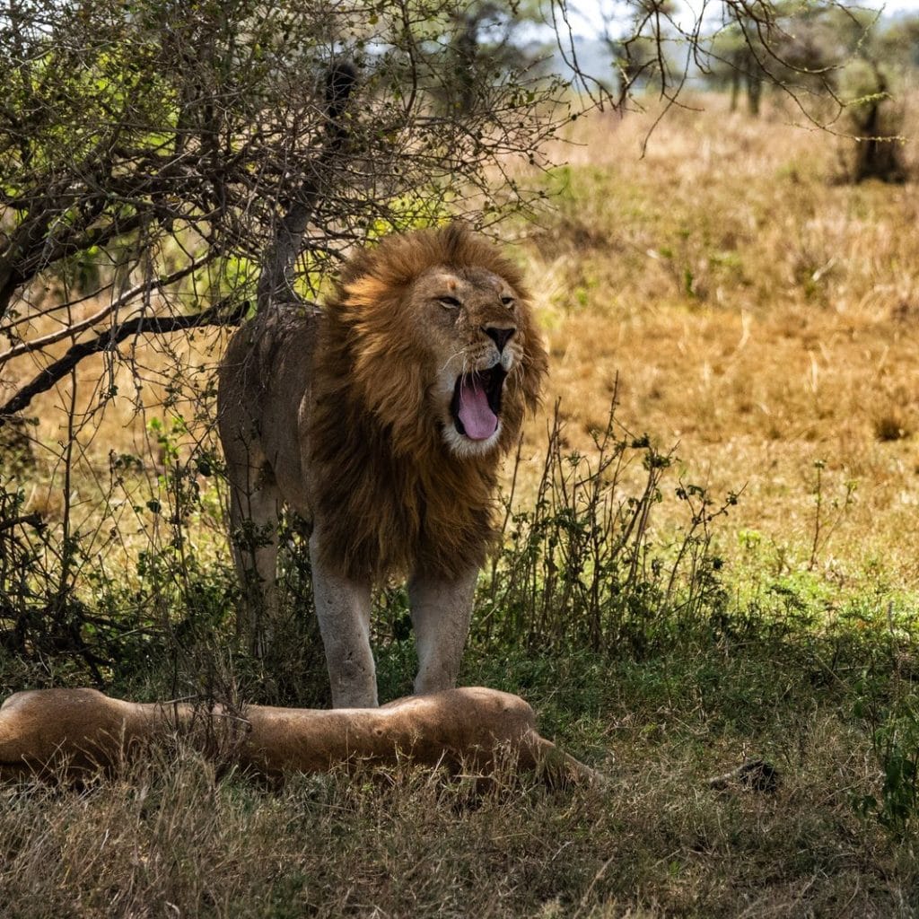 Serengeti 1201 DSC RX10M4 IMG 00330.jpeg