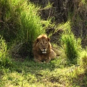 4 Days – Serengeti Safari