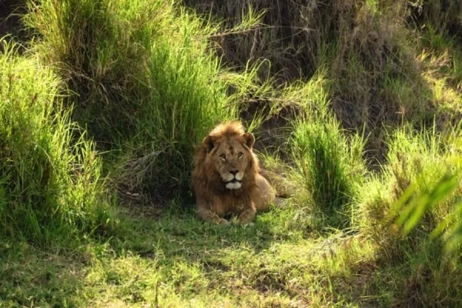 Serengeti 1301 Canon EOS R5 IMG