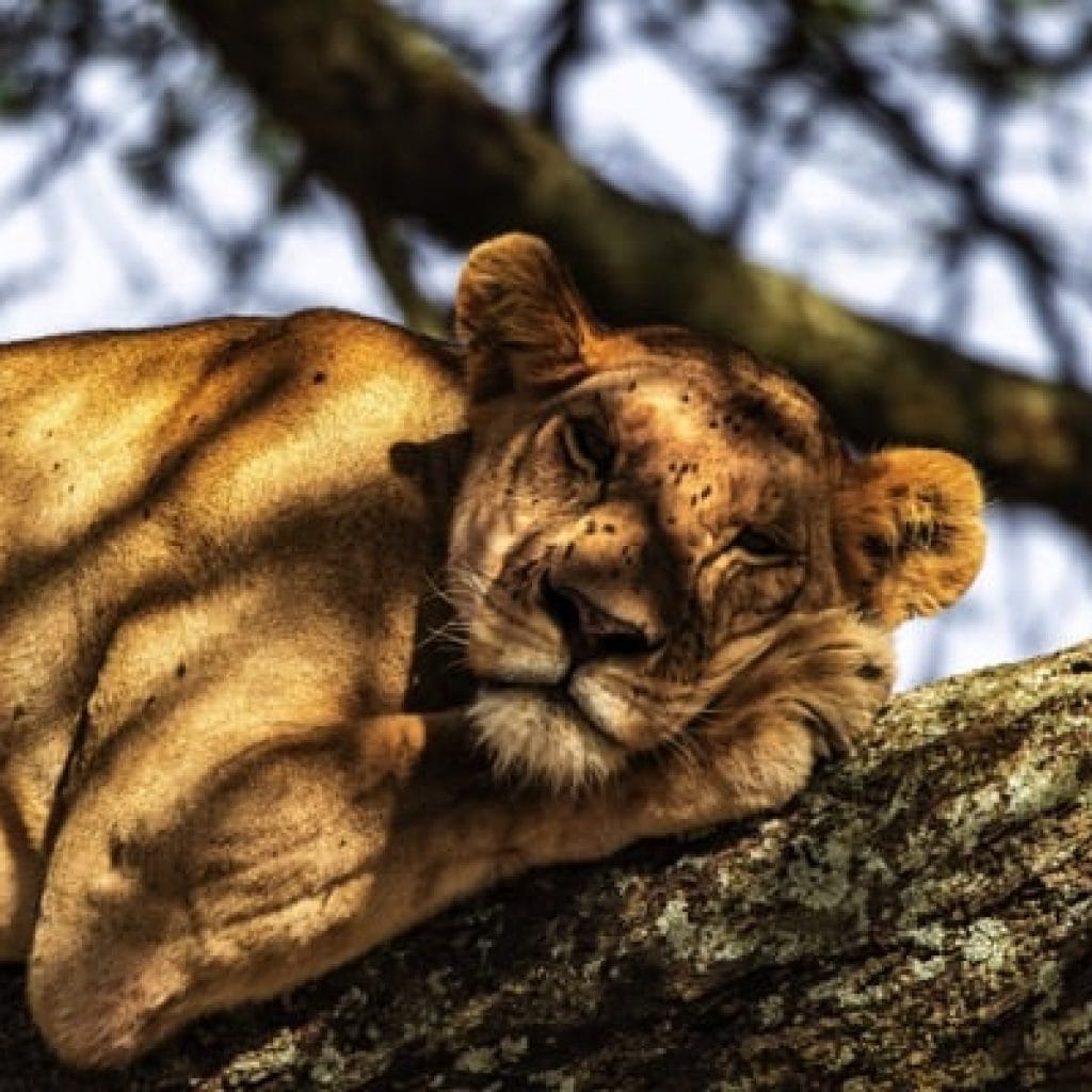Serengeti 1301 Canon EOS R5 IMG