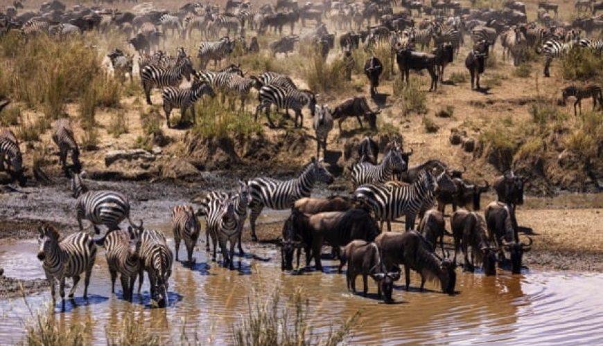 La grande migration : Un spectacle animalier à couper le souffle