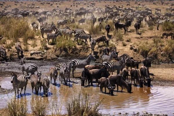 Great Migration