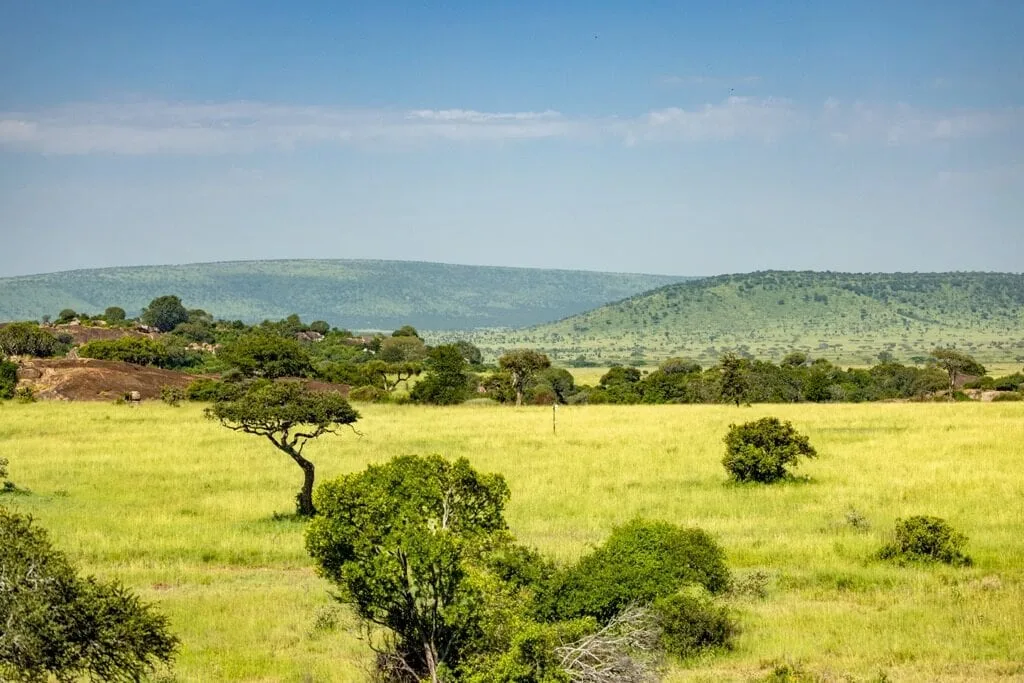 Timon Safaris