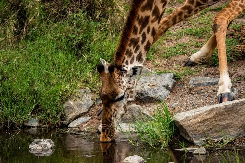 Timon Safaris