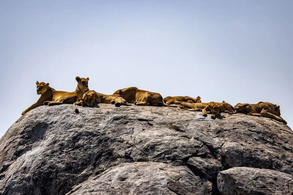 Timon Safaris