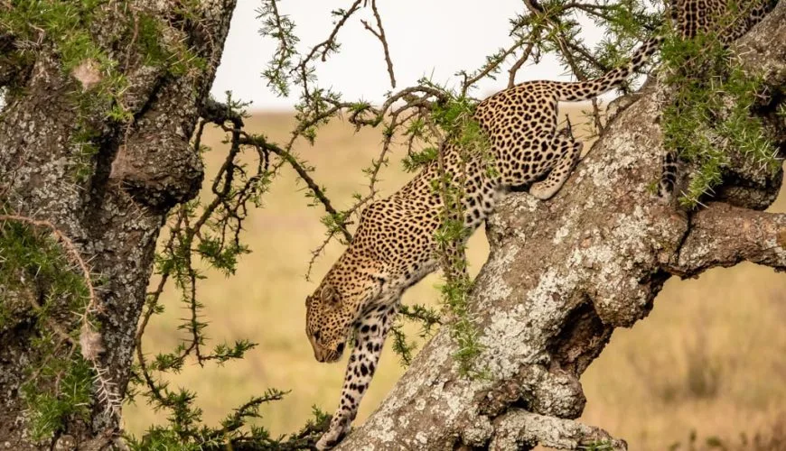 Safari