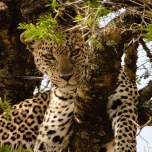 14 Days – Leopard Safari + Zanzibar