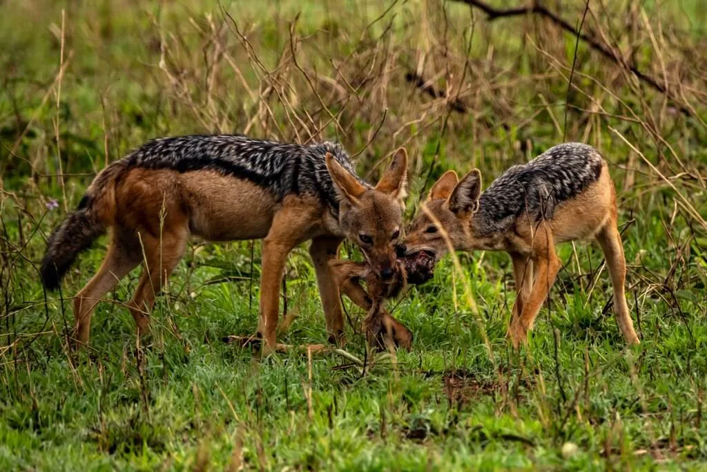 Timon Safaris