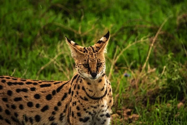 Serval