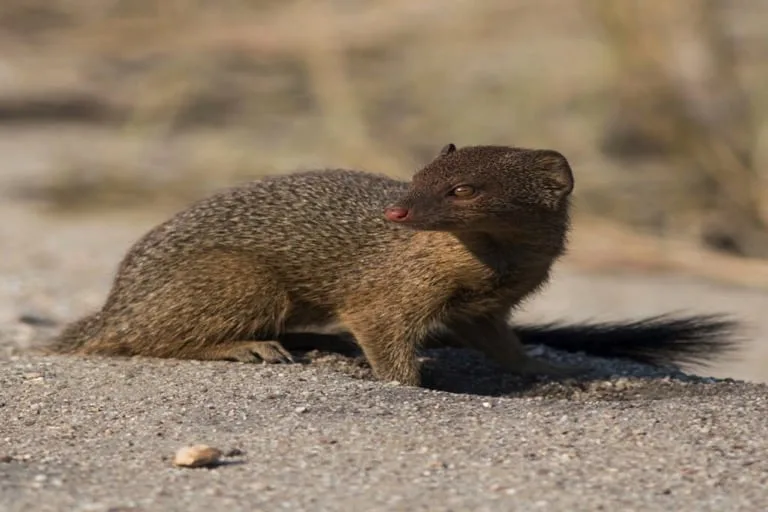 Slender Mongoose