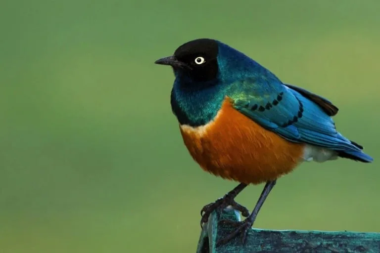 Superb Starling