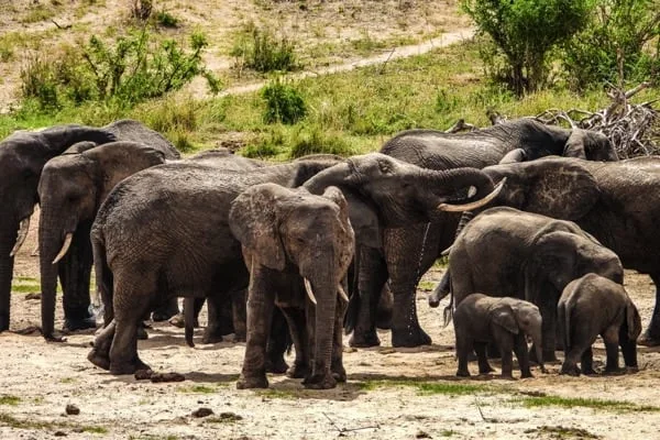 Tarangire National Park 2
