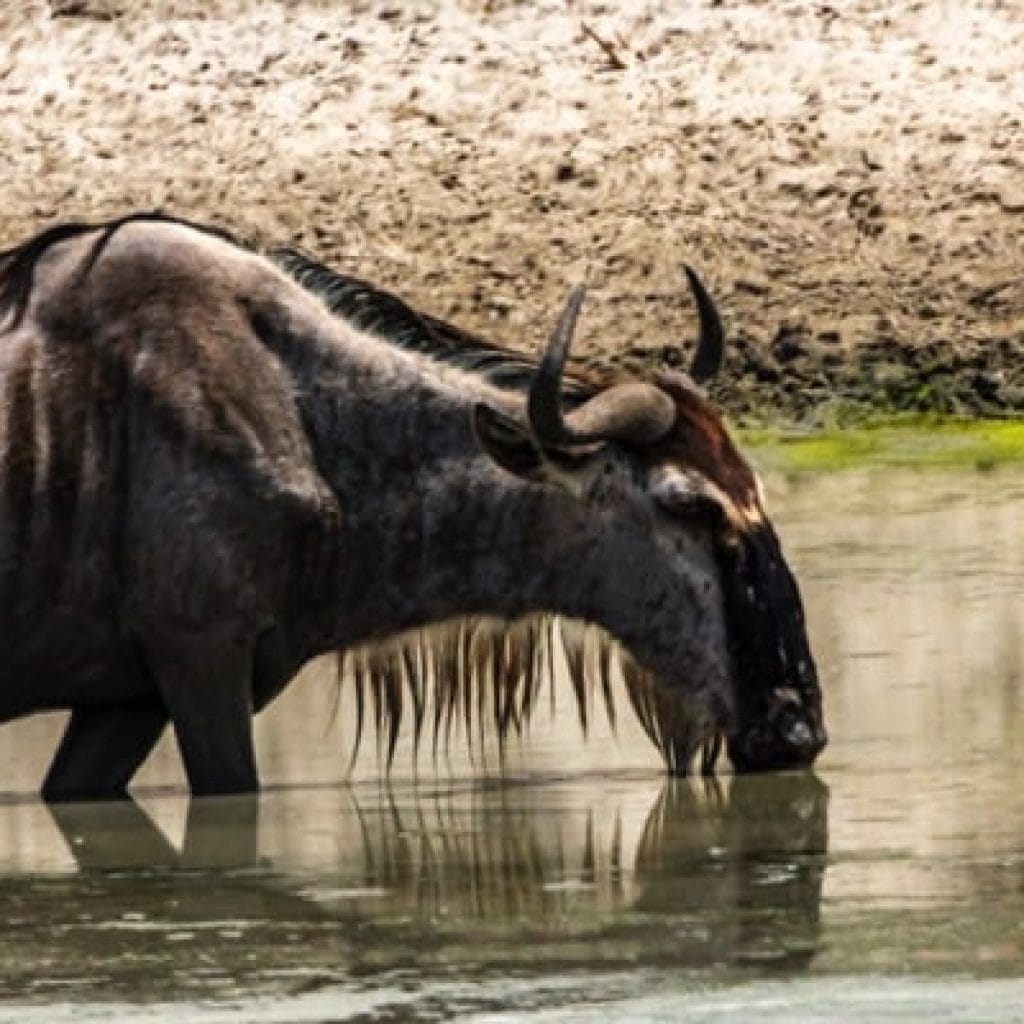 Tarangire National Park 3 Days Safari – Choose Your Park Ngorongoro Crater