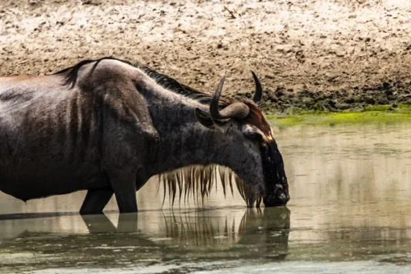 Tarangire National Park 3 Days Safari – Choose Your Park Ngorongoro Crater