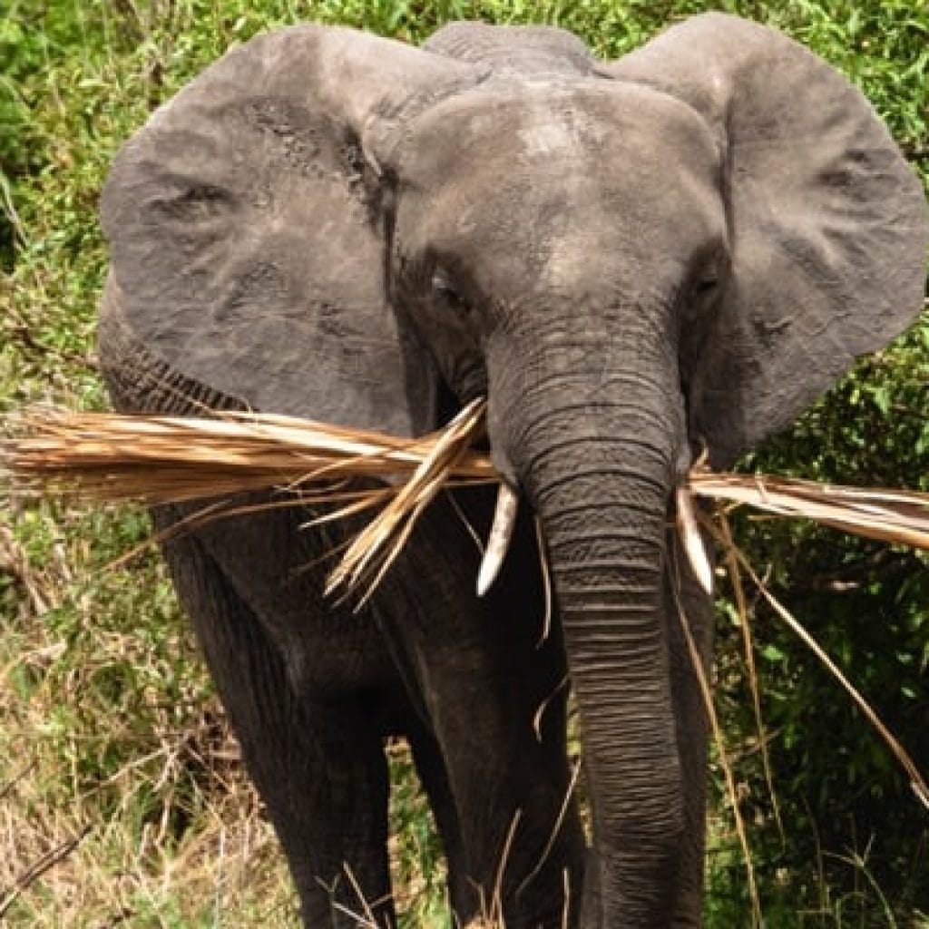 Tarangire National Park 3 Days Safari – Choose Your Park Ngorongoro Crater