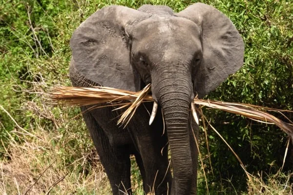 Tarangire National Park 3 Days Safari – Choose Your Park Ngorongoro Crater