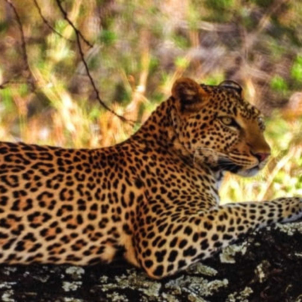 Tarangire National Park 3 Days Safari – Choose Your Park Ngorongoro Crater